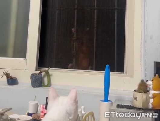 ▲。（圖／Threads@921amy__提供，請勿隨意翻拍，以免侵權）