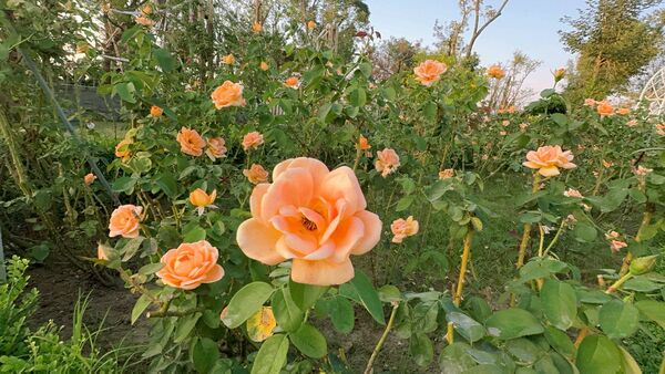 ▲▼雅聞湖濱療癒森林。（圖／翻攝自雅聞湖濱療癒森林臉書專頁）