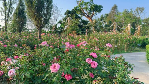 ▲▼雅聞湖濱療癒森林。（圖／翻攝自雅聞湖濱療癒森林臉書專頁）