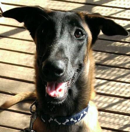 警犬Beta離世。（圖／翻攝自Ntfd-K9 大埔分隊）