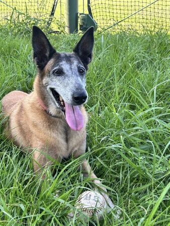 警犬Beta離世。（圖／翻攝自Ntfd-K9 大埔分隊）