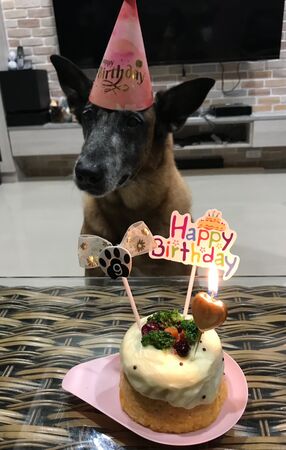 警犬Beta離世。（圖／翻攝自Ntfd-K9 大埔分隊）