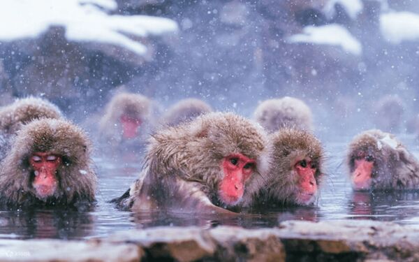 ▲▼Klook推出日韓滑雪優惠。（圖／Klook提供）