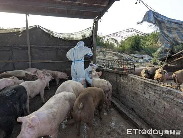 ▲▼台南白河魏姓養豬戶違法以廚餘飼養豬隻，遭重罰120萬。（圖／台南市政府農業局）