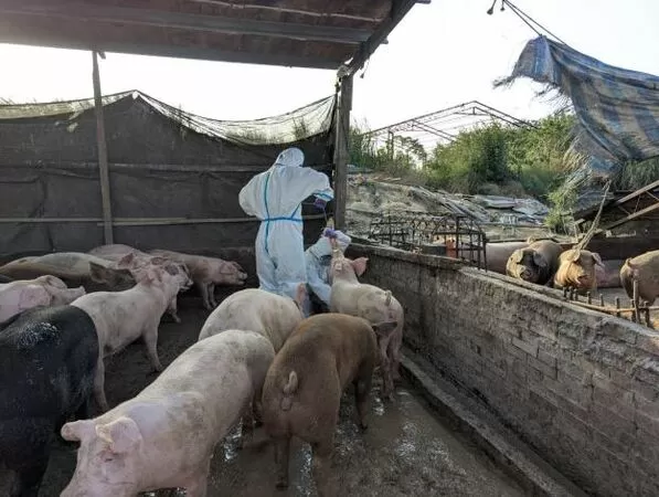 ▲▼台南白河魏姓養豬戶違法以廚餘飼養豬隻，遭重罰120萬。（圖／台南市政府農業局）