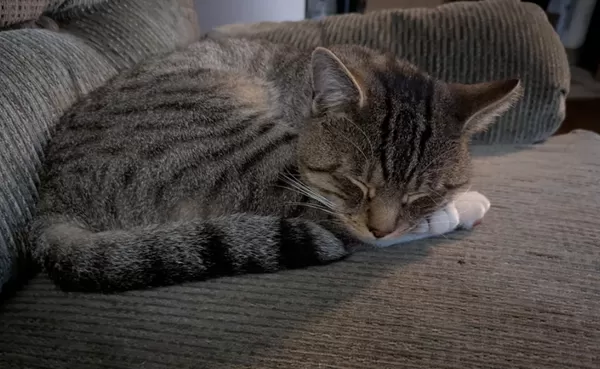 連續痛失2毛孩！女心痛不想再養　「虎斑貓突然進門」成為新家人。（圖／翻攝自Reddit）