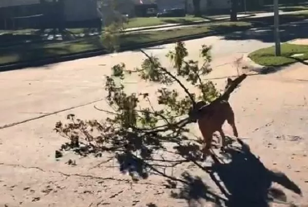 ▲。（圖／翻攝自TikTok／@shipleythegolden）