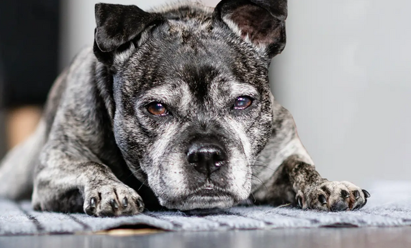 狗狗被主人遺棄廢墟　身旁留殘忍字條「我不要了」苦撐5天獲救。（圖／翻攝自Dogs Trust網站）