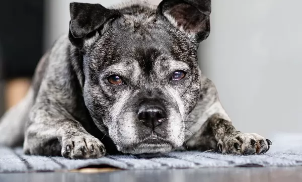 狗狗被主人遺棄廢墟　身旁留殘忍字條「我不要了」苦撐5天獲救。（圖／翻攝自Dogs Trust網站）