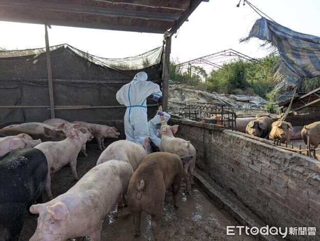 「全面禁用廚餘養豬」後年上路 彭啓明:部分縣市可能提早