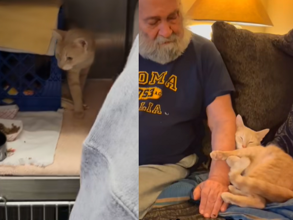 ▲收容所待最久名單！膽小橘貓沒人要　只和老爺爺撒嬌：終於等到你。（圖／翻攝自TikTok／@jennann19810）