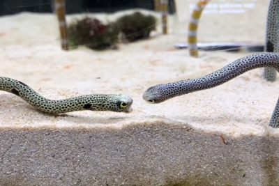 花園鰻「彼此瞪眼」張嘴吵架中　四周路人探頭圍觀