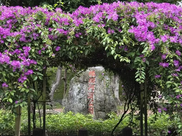 ▲泰山區楓樹河濱公園「蒜香藤」近200公尺長，目前花況約五成、估本周末最美。（圖／翻攝自賞花快報）