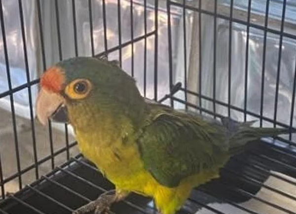 過海關「下體異常凸起」男辯稱太雄偉　檢查掏出2隻瀕危鸚鵡。（圖／翻攝自U.S. attorney`s office for the Southern District of California）