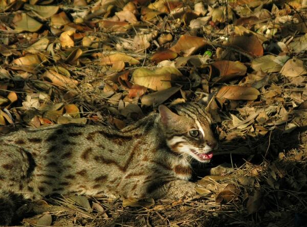 ▲▼石虎是典型里山動物，目前全臺僅苗栗、臺中與南投有穩定的族群（圖片／台灣石虎保育協會余建勳提供）