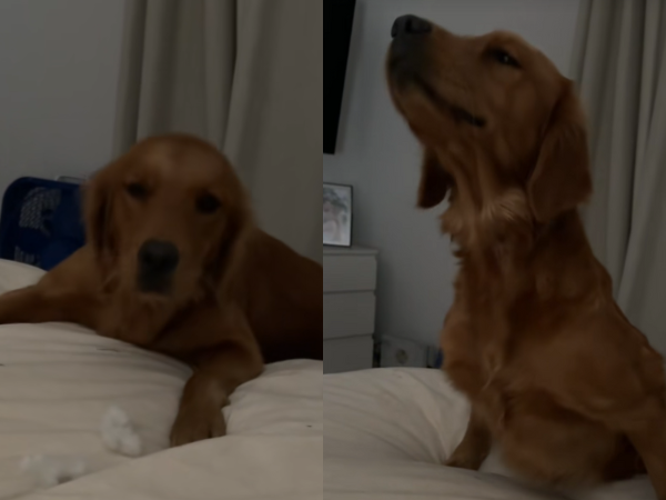 ▲收編前「從未上過床」阿金想要但不敢　媽每天鼓勵：陪你找回自信。（圖／翻攝自TikTok／@samantha.vicha）