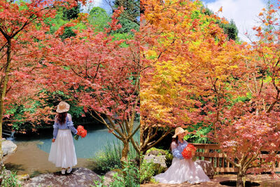 2025追楓8景點一次打包！北中南楓紅「最佳賞期」全攻略