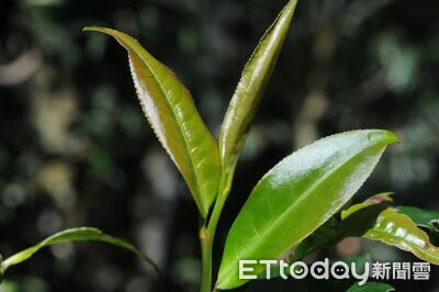 南投林農種原種「台灣山茶」 斯文豪氏赤蛙、梭德氏赤蛙露臉