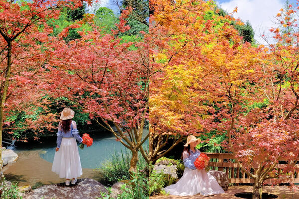 ▲▼2025賞楓特輯。（圖／ReadyGo提供）