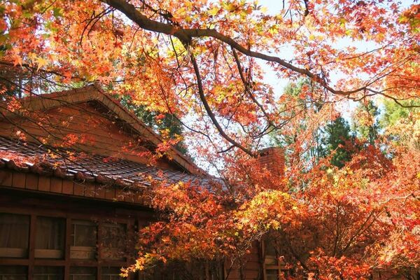 ▲▼2025賞楓特輯。（圖／ReadyGo提供）