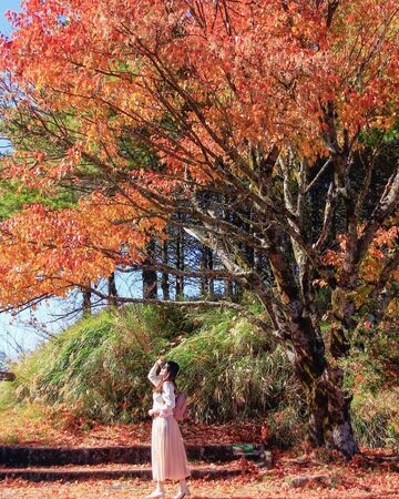 ▲▼2025賞楓特輯。（圖／ReadyGo提供）