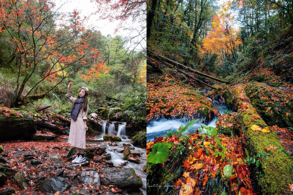 ▲▼2025賞楓特輯。（圖／ReadyGo提供）