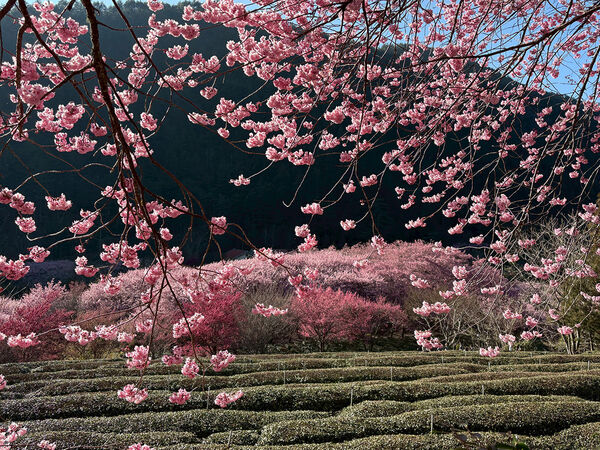 ▲▼武陵農場櫻花季。（圖／力麗觀光提供）