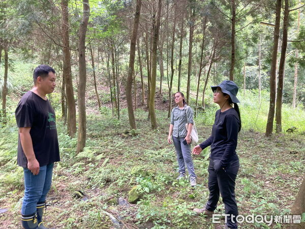 ▲從林間萌芽的新希望，南投林下經濟開啟新篇章 ：林業保育署南投分署攜手林農種植臺灣山茶。（圖／林業保育署南投分署提供）