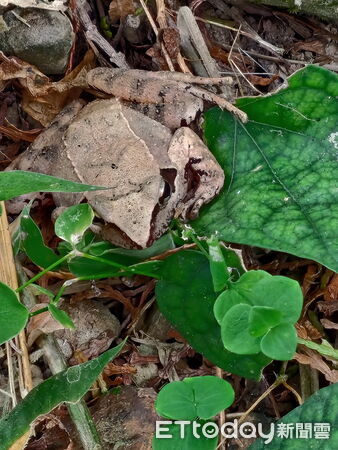 ▲種植過程發現斯文豪氏赤蛙。（圖／羅永昇提供）
