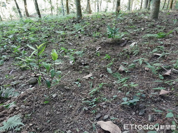 ▲從林間萌芽的新希望，南投林下經濟開啟新篇章 ：林業保育署南投分署攜手林農種植臺灣山茶。（圖／林業保育署南投分署提供）