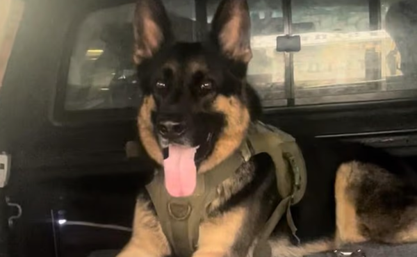 大翻案！男飼主稱「愛犬和車一同被盜喪命」　警揭發：根本沒竊案。（圖／翻攝自Facebook）