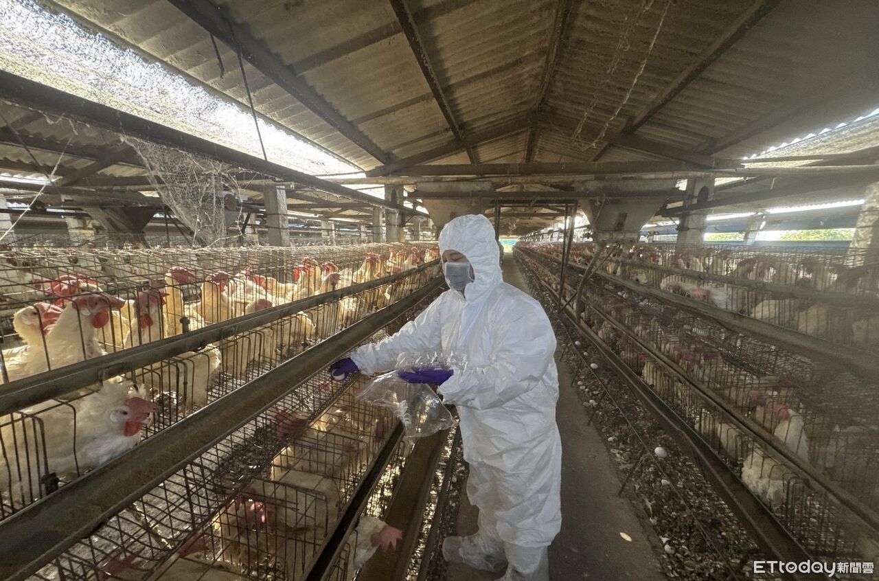 全面監測芬普尼！彰化採檢15處高風險雞蛋場　4項目逐項採樣