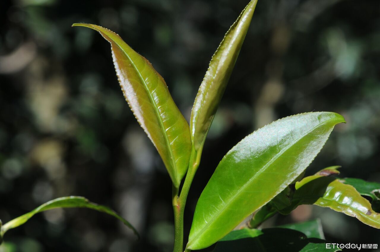 南投林農種原種「台灣山茶」　斯文豪氏赤蛙、梭德氏赤蛙露臉