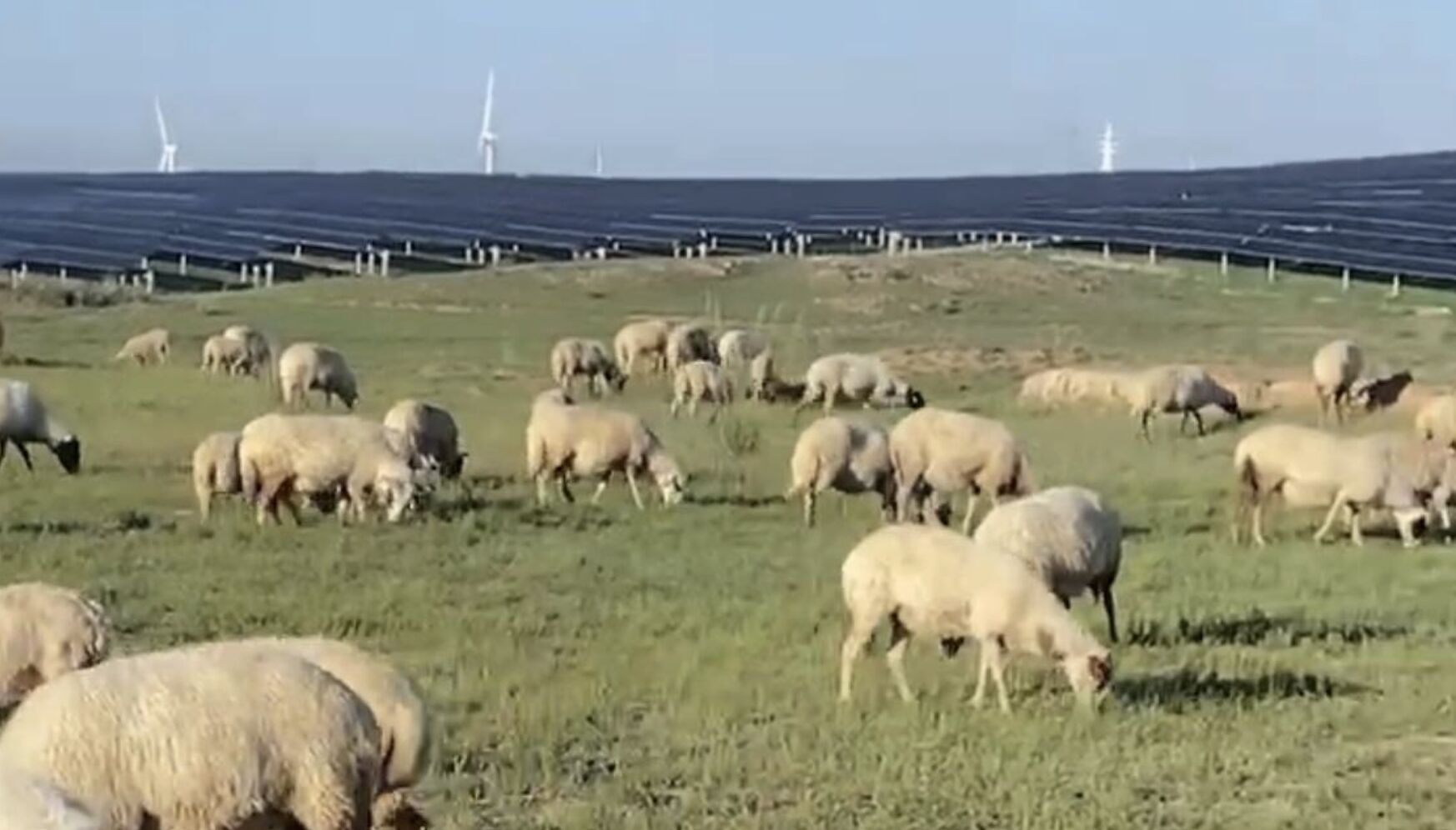 ▲寧夏靈武馬家灘鎮的放牧區被光電板佔據。（圖／翻攝極目新聞）