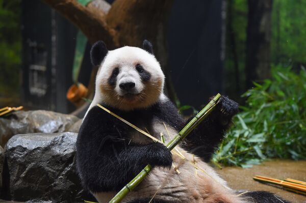 ▲曉曉、蕾蕾恐成最後旅日貓熊。（圖／翻攝自X／上野動物園［公式］）