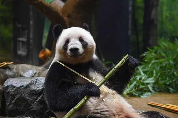 ▲曉曉、蕾蕾恐成最後旅日貓熊。（圖／翻攝自X／上野動物園［公式］）