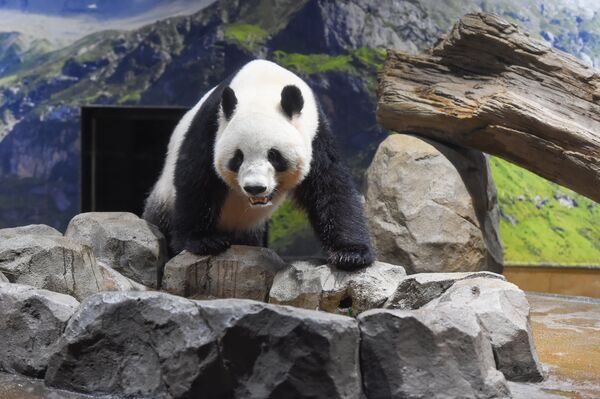 ▲曉曉、蕾蕾恐成最後旅日貓熊。（圖／翻攝自X／上野動物園［公式］）