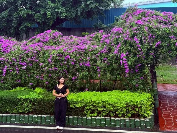 ▲新北市三處蒜香藤花開景點。（圖／新北市景觀處提供）