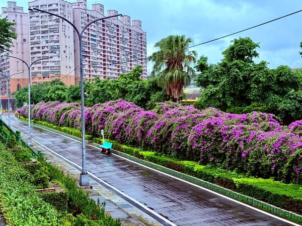 ▲新北市三處蒜香藤花開景點。（圖／新北市景觀處提供）
