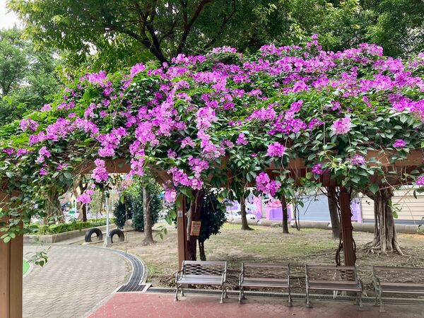 ▲新北市三處蒜香藤花開景點。（圖／新北市景觀處提供）