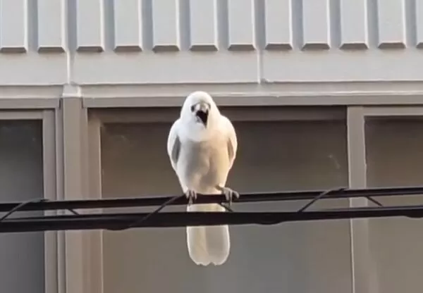 京都市動物園外的電線上發現一隻罕見的白色烏鴉。（翻攝X@kyotoshidoubut1）