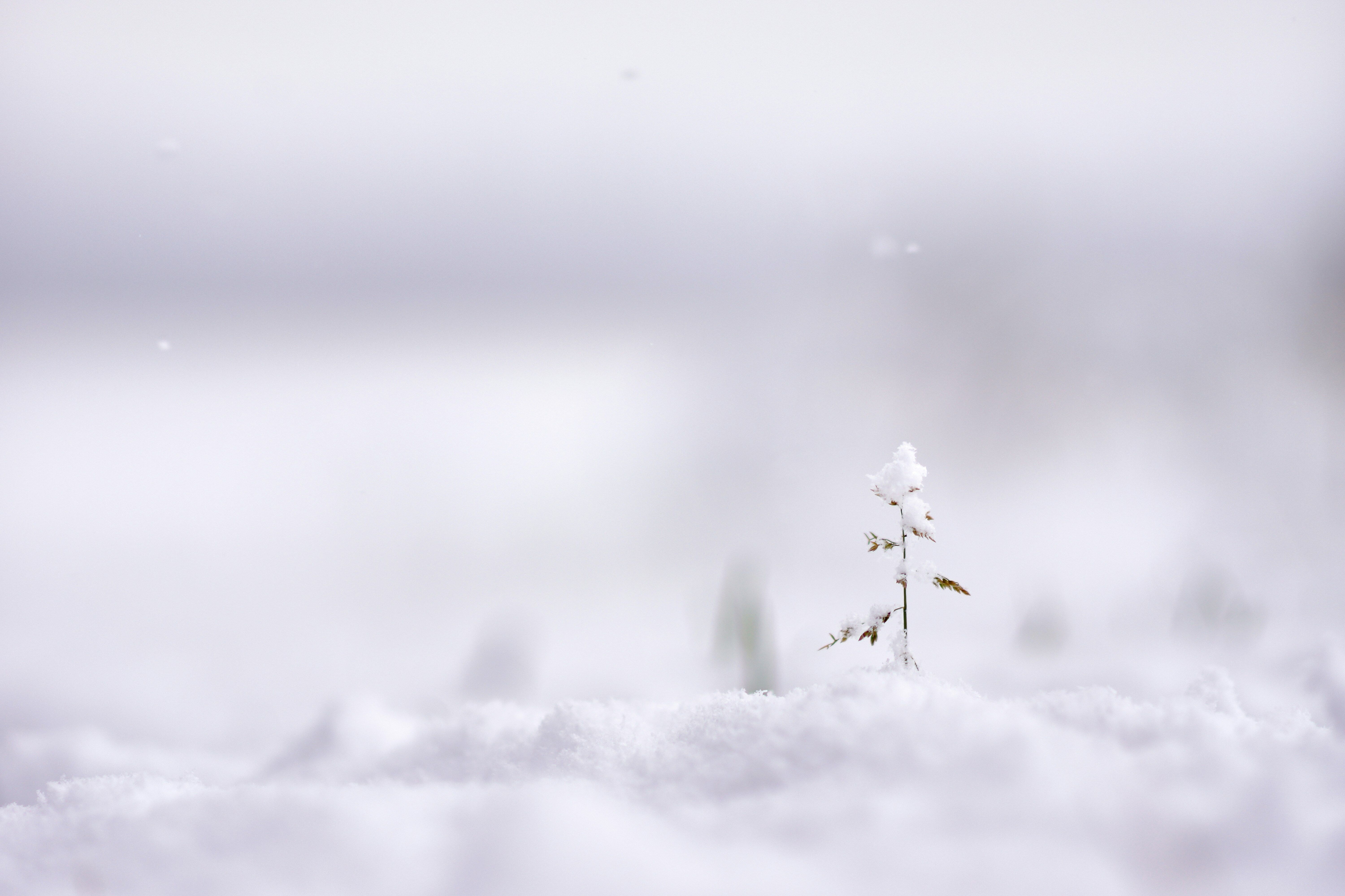 ▲小雪節氣        。（圖／免費圖庫unsplash）
