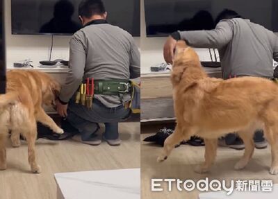 工程師維修遇「阿金熱情騷擾」　撒嬌要陪玩屁屁搖超用力