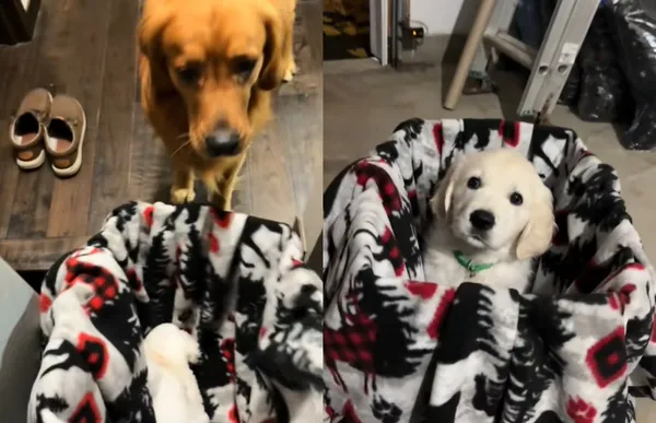 最愛狗娃娃被搶走　阿金焦急「朋友去哪了」驚喜找回同長相弟弟。（圖／翻攝自TikTok／lifeoflincoln）