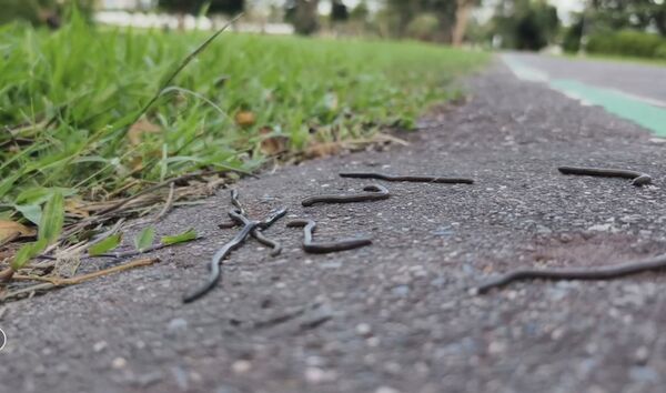 ▲台東黑森林公園蚯蚓爬滿地，造成居民、清潔人員困擾。（圖／民眾提供）