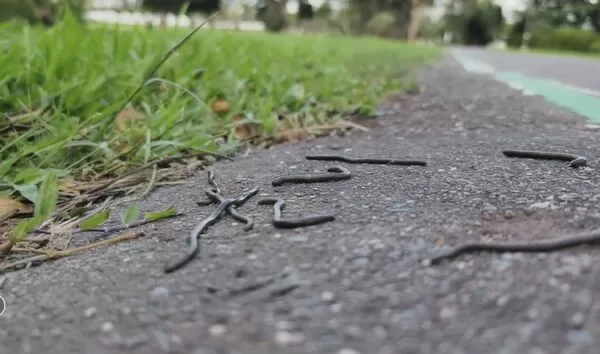 ▲台東黑森林公園蚯蚓爬滿地，造成居民、清潔人員困擾。（圖／民眾提供）