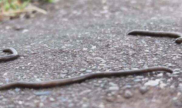 ▲台東黑森林公園蚯蚓爬滿地，造成居民、清潔人員困擾。（圖／民眾提供）