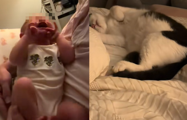 家中新生兒一哭　貓媽「母性大爆發」一動作被讚：最強貓保母。（圖／翻攝自TikTok／winterbaby4200）