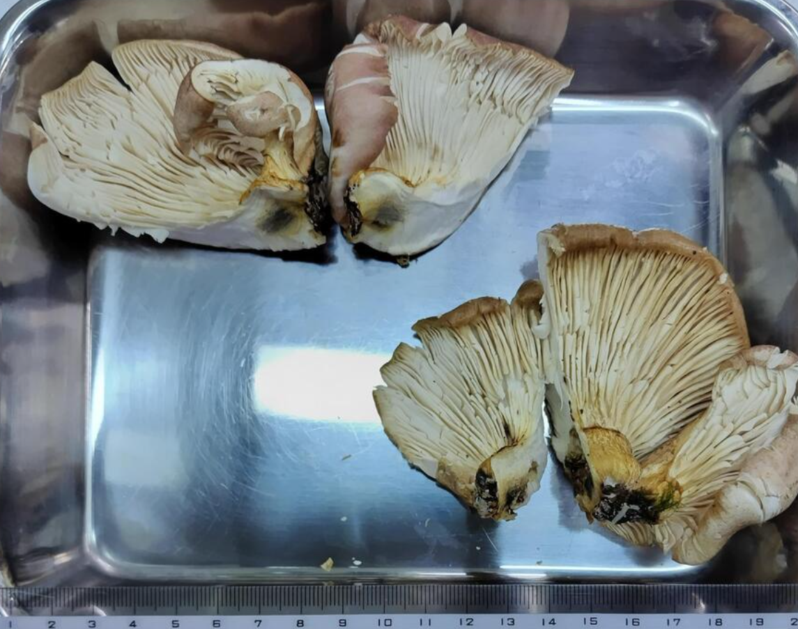 聽信AI說無毒可吃!日阿公「誤食毒菇」中毒 30分鐘後狂吐送醫