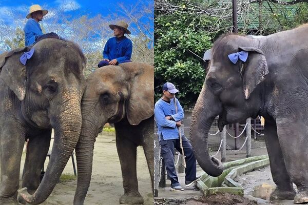 ▲▼ 日本動物園「30歲馴象師」遭母象踩死！。（圖／市原ぞうの国）
